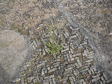 Opus spicatum en C&aacute;stulo